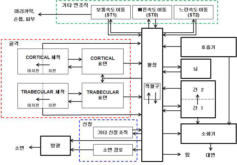 납 핵종의 생체역학모델