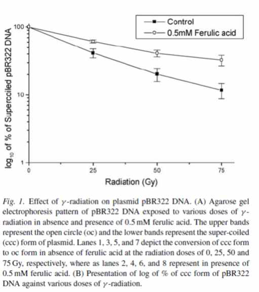 ferulic acid 첨가에 따른 DNA 손상 감소