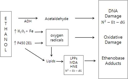 에탄올의 DNA 손상