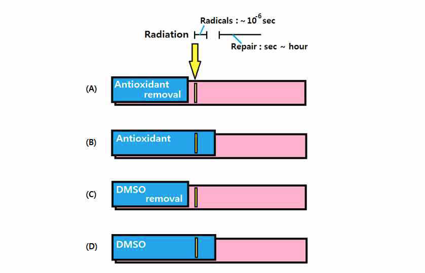 항산화제의 세포 내 흡수효과를 알기 위한 구성. (A)는 방사선 조사 전 배양액을 제거, (B)는 방사선 조사 후 배양액 제거, (C) 방사선 조사 전 DMSO 제거, (D) 방사선 조사 후 DMSO 제거
