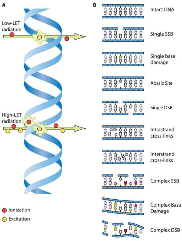 이온화 방사선에 의한 DNA 의 손상. ( A ) L ow- L ET 및 high- LET 방사선의 이온화 패턴 ( B) 방사선에 의한 DNA 의 손상 유형