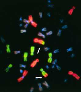 염색체 1, 2, 4번 쌍 (붉은색) 과 염색체 3, 5, 6번 쌍 (초록색) 를 각각의 색을 띠는 형광성 probe로 염색한 중기세포 사진