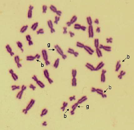 염색분체 절단 (breaks, b)과 갭 (gaps, g)을 가진 분열중기 세포