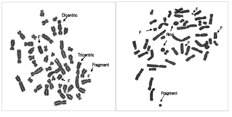 Dicentric, T ricentric, Fragment, Ring chromosomes