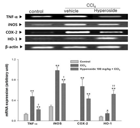 iNOS, COX-2, TNF-α, and HO-1 mRNA expression
