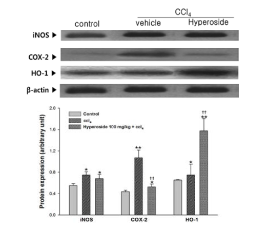 iNOS, COX-2, and HO-1 protein expression