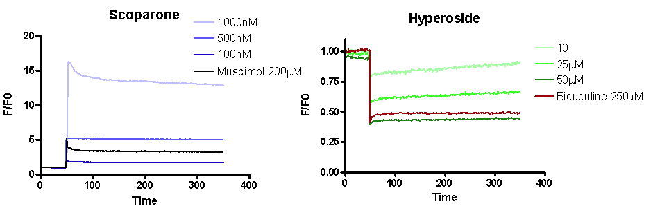 Effects of scoparone and hyperoside on Cl- influx from IMR-32 cells. Fluorescence was monitored in the excitation wavelength at 355nm and the emission wavelength at 450nm using the Cl--sensitive indicator, N-(6-methoxyquinolyl) acetoetylester (MQAE). Contents of influxed Cl- ion were expressed as the ration of Fo/F.