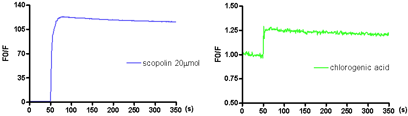 Effects of scopolin and chlorogenic acid on Cl- influx from IMR-32 cells. Fluorescence was monitored in the excitation wavelength at 355nm and the emission wavelength at 450nm using the Cl--sensitive indicator, N-(6-methoxyquinolyl) acetoetylester (MQAE). Contents of influxed Cl- ion were expressed as the ration of Fo/F.