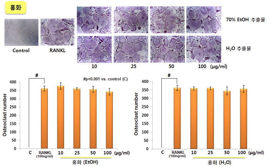 생쥐 골수 대식세포에서 RANKL로 유도한 파골세포 형성에 대한 홍화 추출물의 억제 효능
