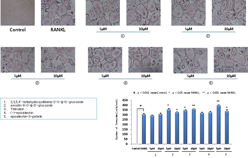 생쥐 골수 대식세포에서 RANKL로 유도한 파골세포 형성에 대한 하수오 성분들의 억제 효능