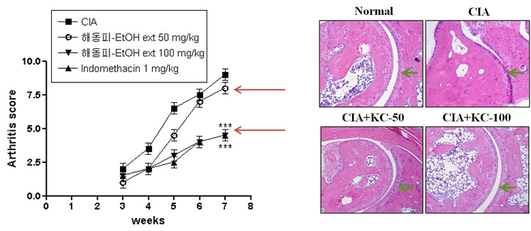 Effect of Kalopanacis Cortex ethanol extract on arthritis score (left) and histological changes of knee joint of CIA-induced mouse. Values are means ± SD (n=10).