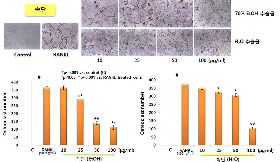 생쥐 골수 대식세포에서 RANKL로 유도한 파골세포 형성에 대한 속단 추출물의 억제 효능
