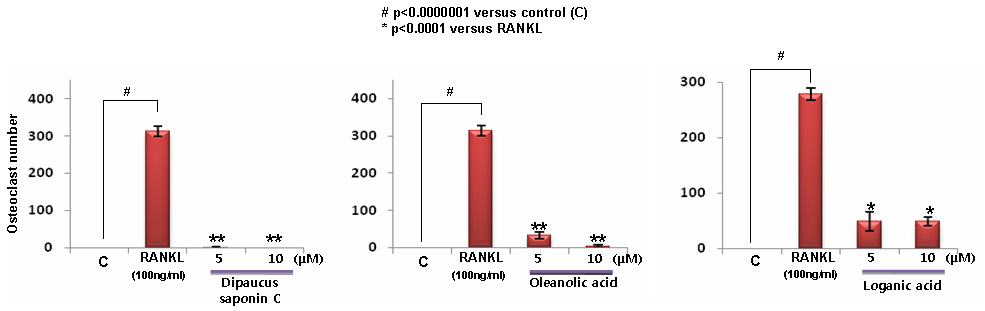 생쥐 골수 대식세포에서 RANKL로 유도한 파골세포 형성에 대한 속단 성분들의 억제 효능