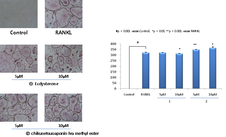 생쥐 골수 대식세포에서 RANKL로 유도한 파골세포 형성에 대한 우슬 성분의 억제 효능