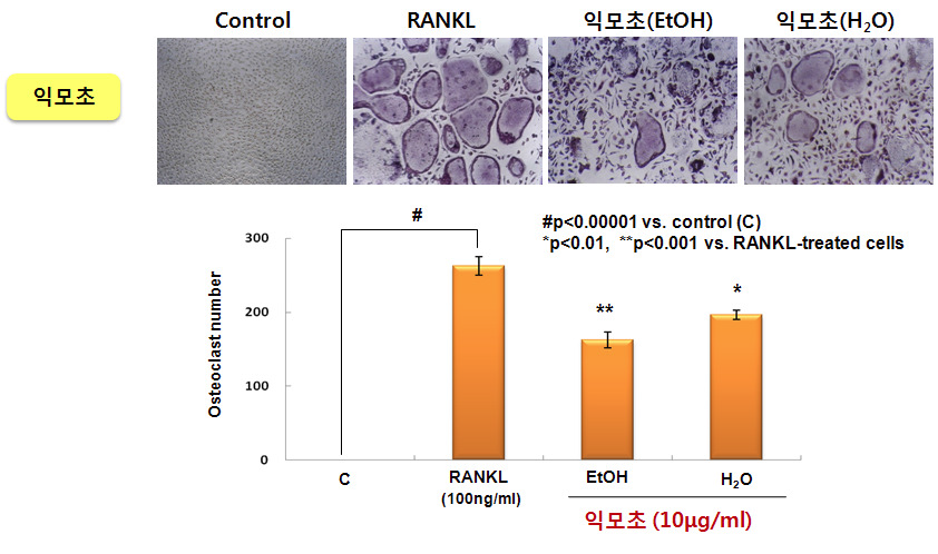 생쥐 골수 대식세포에서 RANKL로 유도한 파골세포 형성에 대한 익모초 추출물의 억제 효능