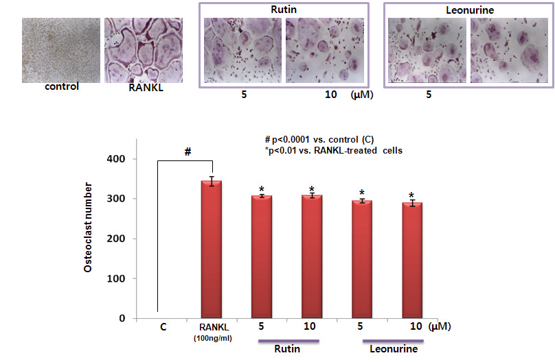 생쥐 골수 대식세포에서 RANKL로 유도한 파골세포 형성에 대한 rutin, leonurine의 억제 효능