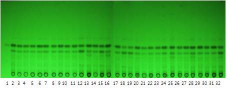 TLC chromatogram of α-cyperone and sample no.09G1001-09G1031
