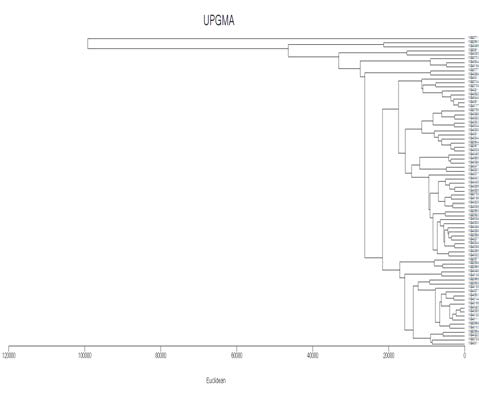 Cluster analysis graph of 77 Acori Graminei Rhizoma samples