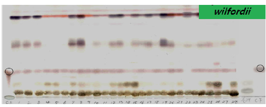 Thin layer chromatogram of the 70% methanolic extracts of Cynanchum wilfordii after spraying with 10% H2SO4