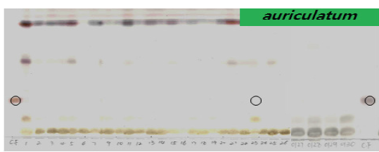 Thin layer chromatogram of the 70% methanolic extracts of Cynanchum auriculatum after spraying with 10% H2SO4