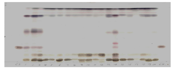 Thin layer chromatogram of the 70% methanolic extracts of C. wilfordii, C. auriculatum after spraying with 10% H2SO4