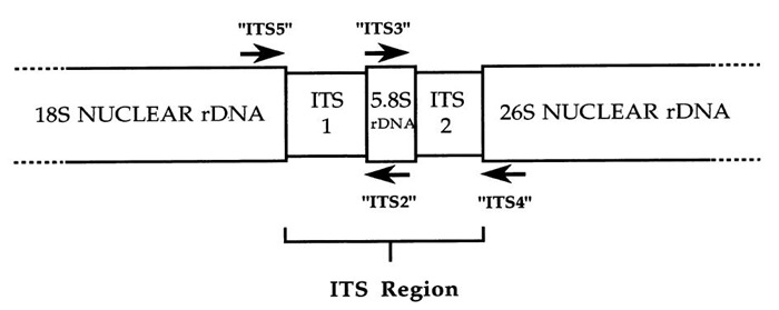 핵 ribosomal DNA의 ITS 구간의 구조 및 primer의 위치.