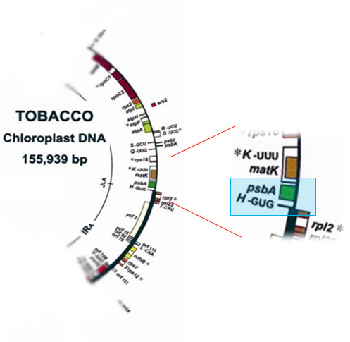 trnH-psbA intergenic spacer 구간의 엽록체 게놈상의 위치.