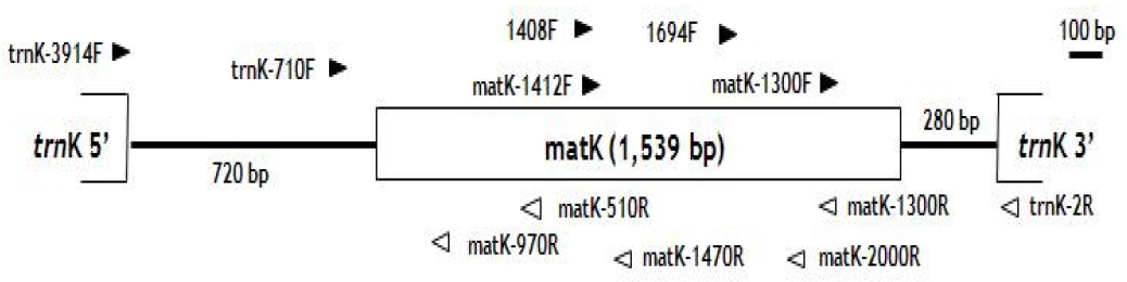 matK primer map in the intron of trnK gene