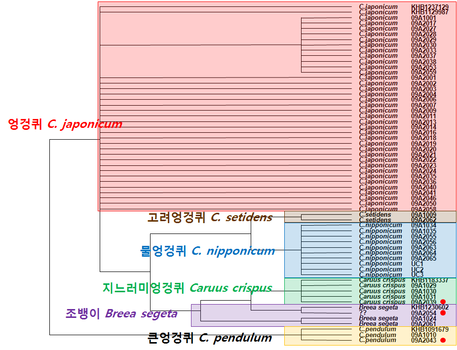 nrITS 염기서열 분석에 기초한 분자계통수