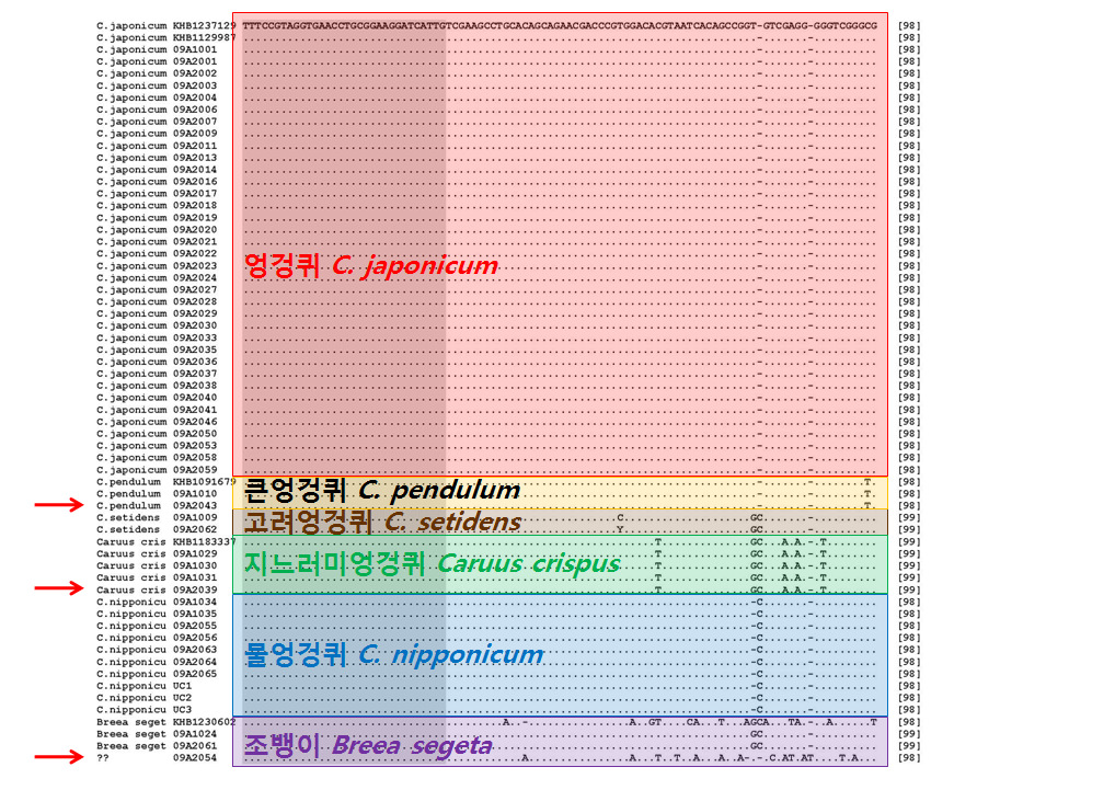 대계류 약재의 nrITS의 일부 정렬된 염기서열