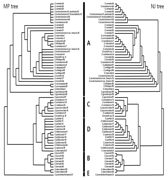 MP (left) and NJ (right) tree constructed by the comparison of psbA-trnH spacer sequences in the genus Corydalis