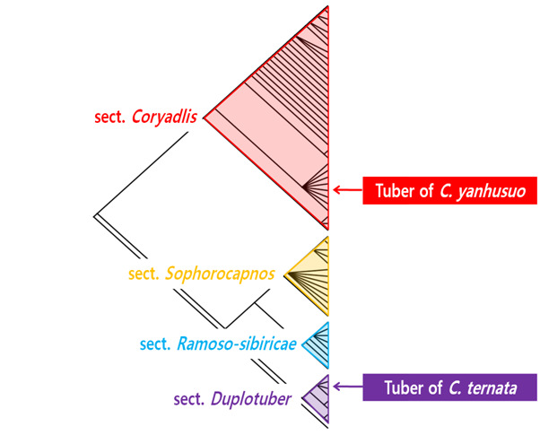 Phylogenetic relationships in the genus Corydalis and the location of tubers of C. ternata and C. yanhusuo.