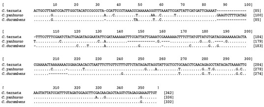 Aligned sequences of psbA-trnH intergenic spacer of Corydalis Tuber (C. ternata), Rhizoma Corydalis (C. yanhusuo) and Rhizoma Corydalis decumbentis (C. decumbens).