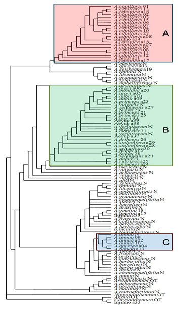 MP trees on the basis of ITS sequences