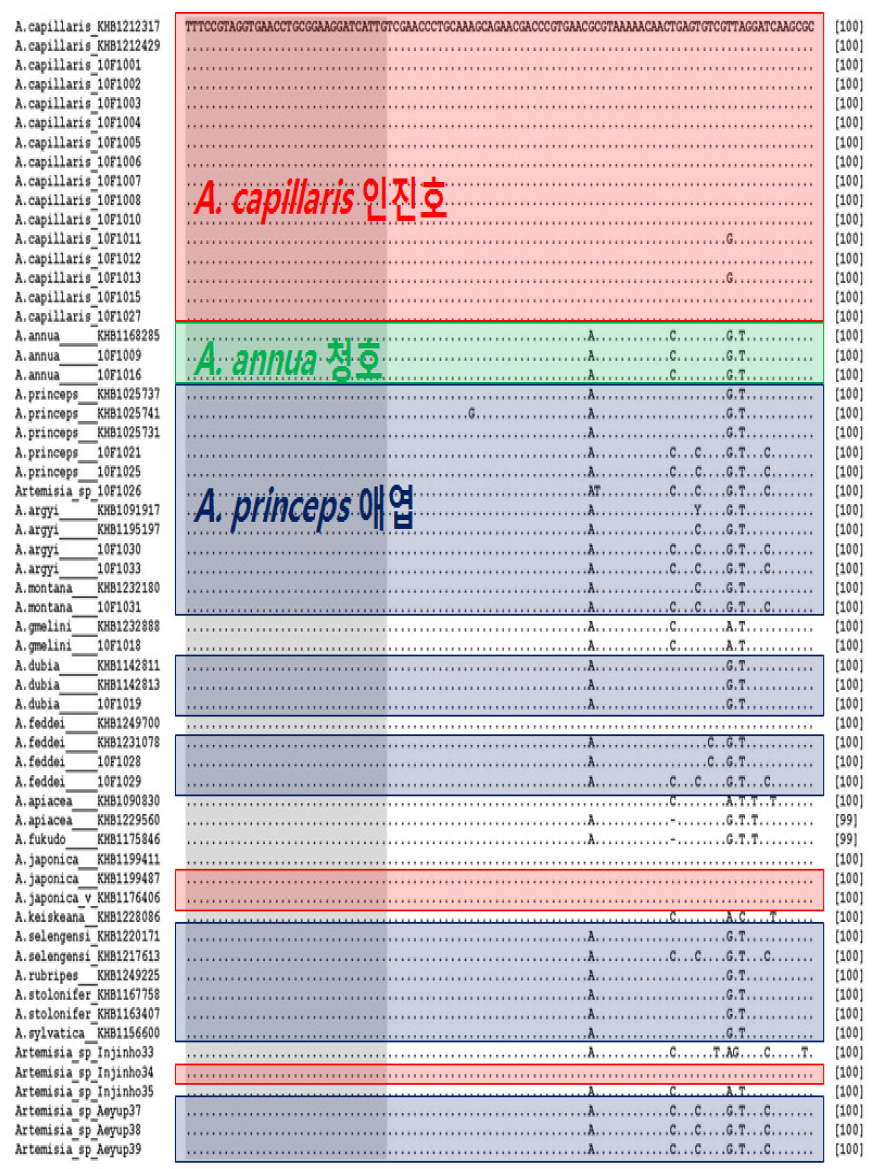 쑥속 약재 간의 nrITS 염기서열의 일부 정렬된 구간