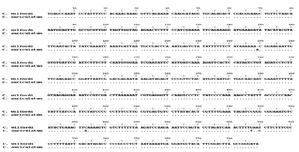 Comparison of the trnL-F region sequence of Cynanchum wilfordi and Cynanchum auriculatum.