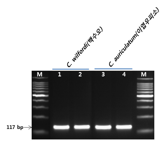 PCR profile of the primer pair designed from C. wilfordi and C. auriculatum