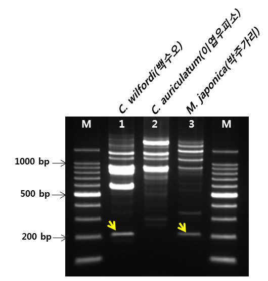 Random amplified polymorphic DNA analysis of Asclepiadaceae plants