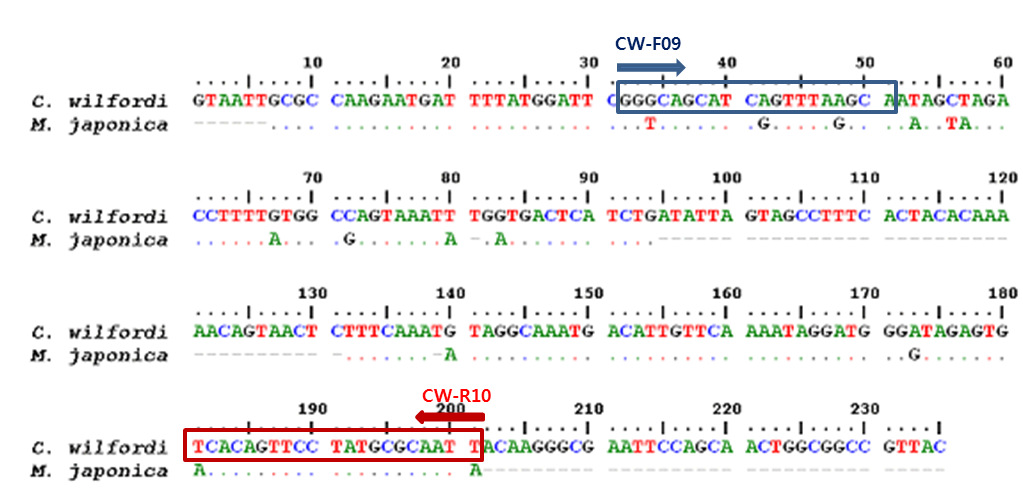 Comparison of the nucleotide sequences PCR products of C. wilfordi and M. japonica amplified by UBC primer 481