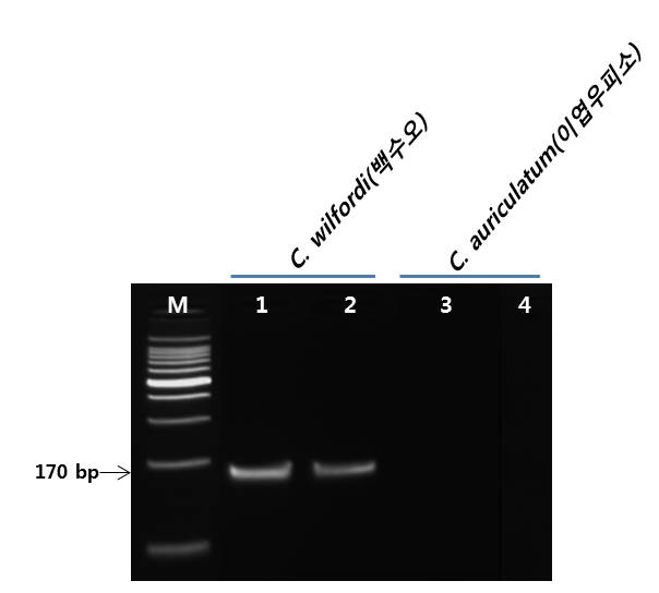 PCR profile of the primer pair(CW) designed from C. wilfordi