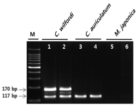 Multiplex PCR amplification products of C. wilfordi(lane 1-2), C. auriculatum(lane 3-4), and M. japonica(lane 5-6) using the combination of designed primer pair(CW, CAW), M; 100 bp DNA ladder