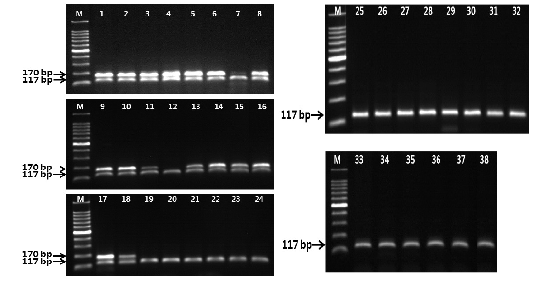 PCR profile using CAW-F21/CAW-R22 primer designed from the partial trnL-F gene sequence and CW-F09/R10 primer designed form RAPD analysis using the random primer UBC 481