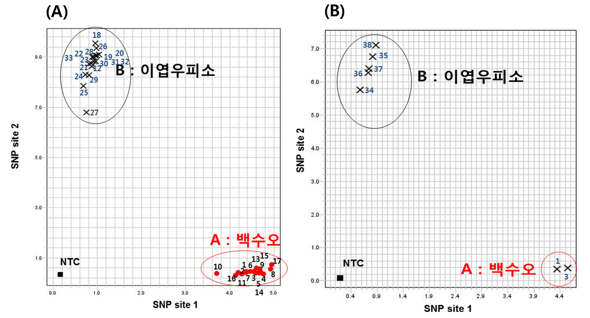 Real-time PCR for genotype analysis of C. wilfordi (1-11, 13-18 of Table 1)and C. auriculatum(12, 19-38 of Table 1), NTC