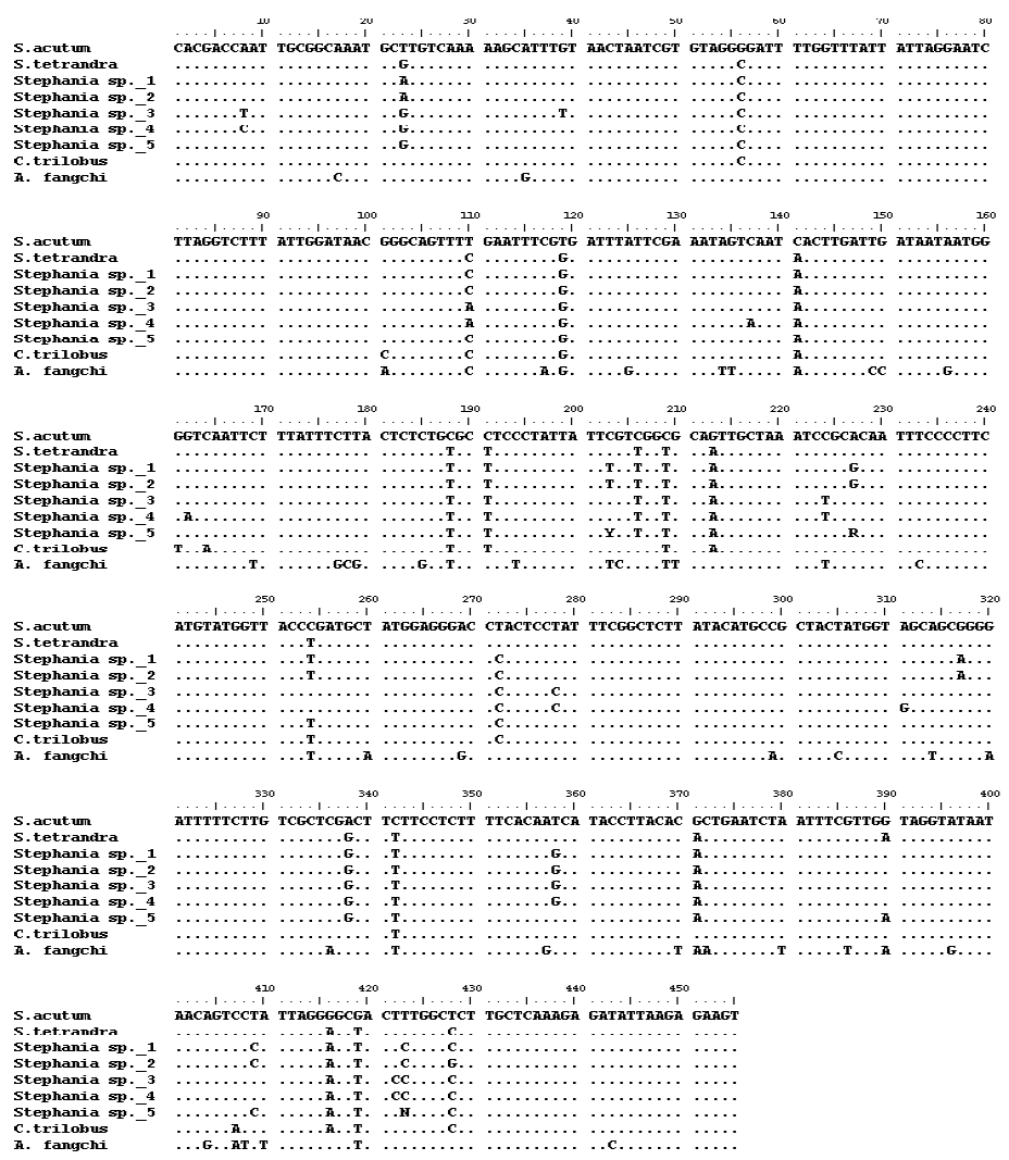 Comparison of the ndhF region sequence of S. acutum, S. tetrandra, Stephania species, C. trilobus and A. fangchi