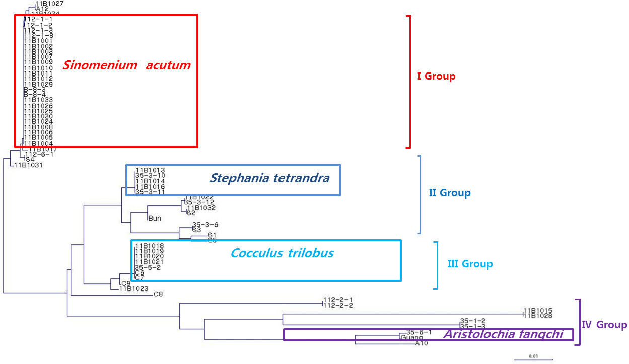 The phylogenetic tree based on the nucleotide sequence of the partial ndhF region sequence in Sinomenium acutum, Stephania tetrandra, Cocculus trilobus and Aristolochia fangchi.