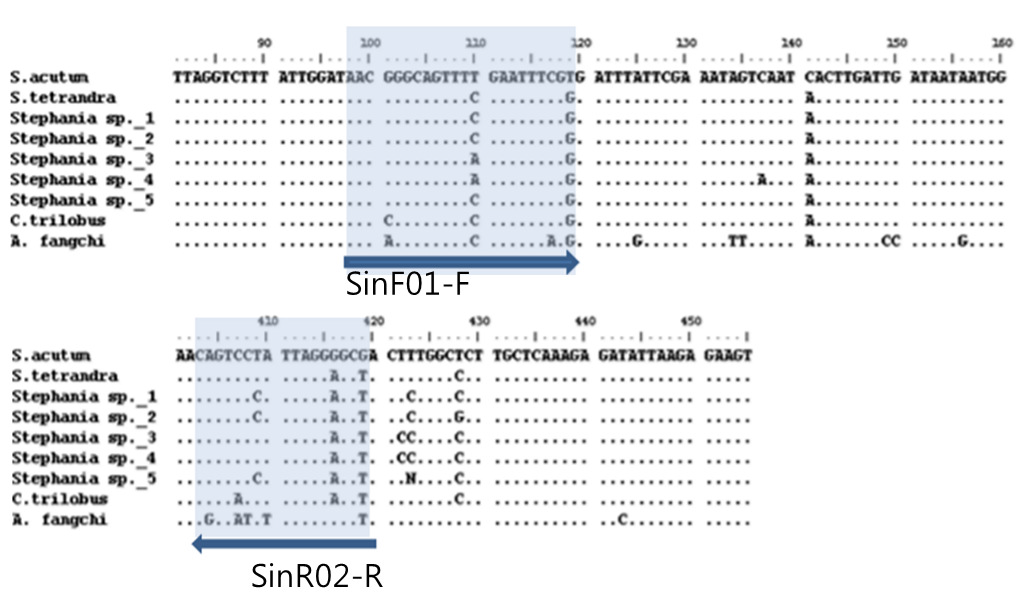 Comparison of the ndhF region sequence of S. acutum, S. tetrandra, Stephania species, C. trilobus and A. fangchi. Blocks of nucleotide indicate the designed primer pair