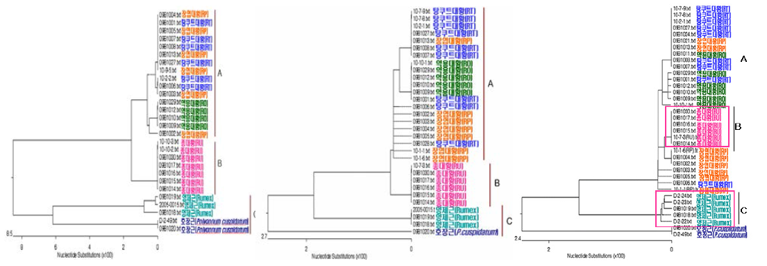 The phylogenetic tree based on the nucleotide sequence of the partial ITS, ndhF, petBD gene sequence in Rheum species, Rumex species and Polygonum species.