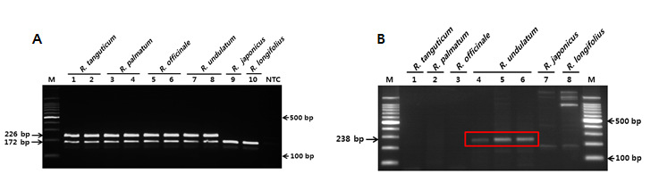 Multiplex PCR products from Rheum species and Rumex species using the designed primer pairs(A), Amplification of the designed primer pairs (I-RU-F/R) in Rheum species and Rumex species (B)