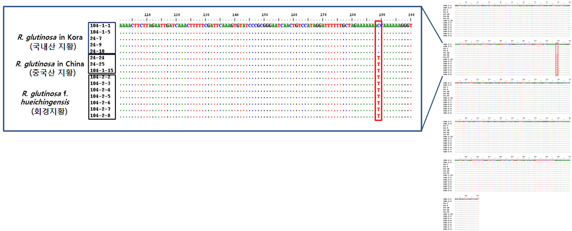 Comparison of the partial rps16 gene sequence between Rehmannia glutinosa in Korea and Rehmannia glutinosa in China