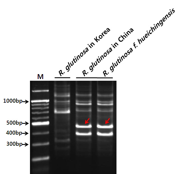 Random amplified polymorphic DNA analysis of Rehmanniae Radix plants(R. glutinosa in Korea, R. glutinosa in China, R. glutinosa f. hueichingensis) using the random primer UBC 301, M; 100 bp DNA ladder.